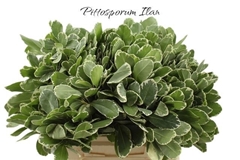 Pittosporum Tobira Ilan 40cm