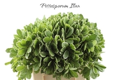 Pittosporum Tobira Ilan 60cm
