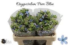 Oxypetalum Tanioka Pure Blue 50cm