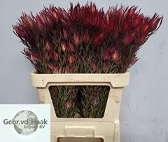 Leucadendron Salignum 80cm Spray