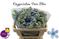 Oxypetalum Tanioka Pure Blue 50cm