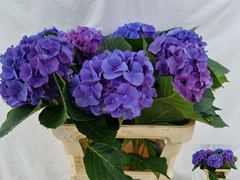 Hydrangea Pompidou 80cm 20-22cm Hd