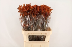 Anigozanthos Sienna Gold 80cm