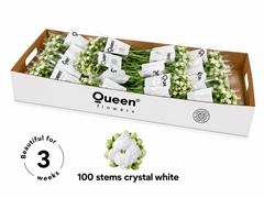 Kalanchoe Crystal White Meadow 40cm