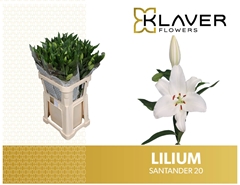 Lily Oriental Santander 80cm 2+