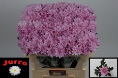 Chrysanth Spray Veronica 65cm 45gr.