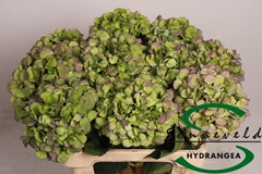 Hydrangea Verena Blue Classic 60cm 16-18cm Hd
