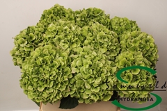 Hydrangea Verena Classic 80cm 19-21cm Hd