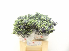 Eryngium Planum Magical Purple Stars 45cm