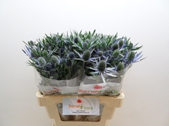 Eryngium Planum Magical Blue Lagoon 60cm