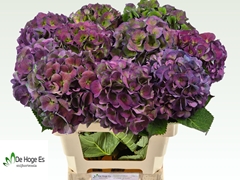 Hydrangea Royal Crown Classic 60cm 17-19cm Hd