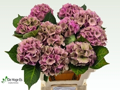 Hydrangea Royal Palace Classic 60cm 11-13cm Hd