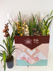 Cymbidium Mixed 14Ø 75cm 1st