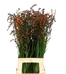 Crocosmia Lucifer 80cm