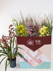 Cymbidium Mixed 14Ø 80cm 4st