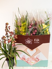 Cymbidium Mixed 14Ø 75cm 5st