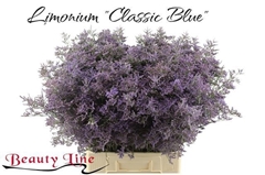 Limonium Safora Classic Blue 70cm 40gr.