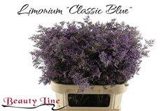 Limonium Safora Classic Blue 80cm 50gr.