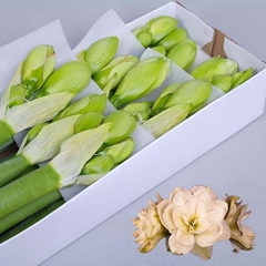 Hippeastrum Double White Amadeus 65cm