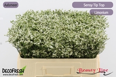 Limonium Sinense Sensy Tip Top 50cm 10gr.
