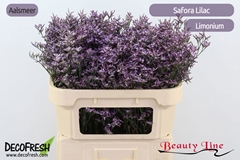 Limonium Safora Lilac 70cm 20gr.
