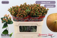 Hypericum Globo Coral 70cm