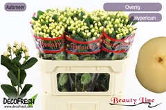 Hypericum Brisk Vanilla 70cm