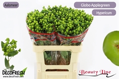 Hypericum Globo Applegreen 60cm