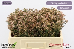 Limonium Sinense Sensy Nectarine 50cm 10gr.
