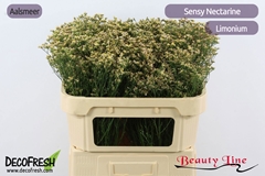 Limonium Sinense Sensy Nectarine 70cm 25gr.