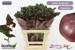 Hypericum Globo Burgundy 60cm