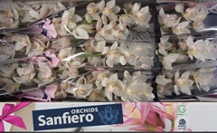 Cymbidium Hms. White Sensation 60cm
