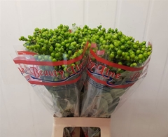 Hypericum Globo Applegreen 70cm