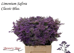 Limonium Safora Classic Blue 70cm 35gr.