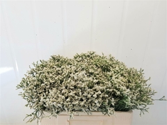 Limonium Sinense Sensy Tip Top 50cm 10gr.