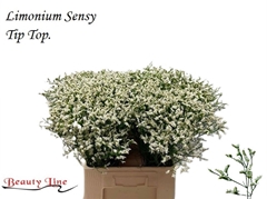 Limonium Sinense Sensy Tip Top 70cm 30gr.