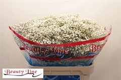 Gypsophila Paniculata Beauty Bride 80cm 30gr.