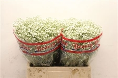 Gypsophila Paniculata Beauty Bride 70cm 20gr.