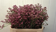 Limonium Sensy Pinkini 80cm 50gr.
