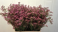 Limonium Sensy Pinkini 70cm 30gr.