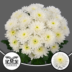 Chrysanth Spray Lumen 70cm 65gr.