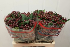 Hypericum Globo Burgundy 60cm