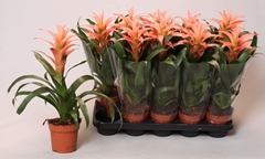 Guzmania Melissa 12Ø 40cm