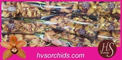 Cymbidium Charly Brown 60cm