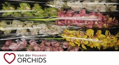 Cymbidium Mix 80cm