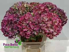 Hydrangea Royal Benefit Classic 60cm 18-20cm Hd