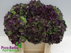 Hydrangea Verena Blue Classic 50cm 16-18cm Hd