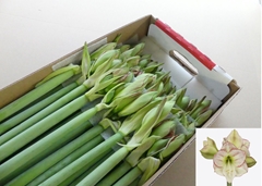 Hippeastrum Mama Mia 60cm