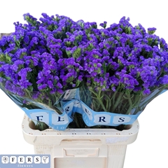 Limonium Sinuatum Crystal Dark Blue 70cm 40gr.