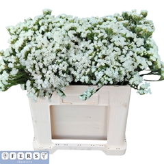 Limonium Sinuatum White Starlight Wings 55cm 50gr.